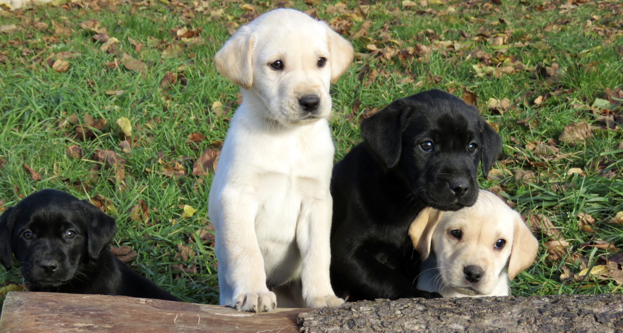 labradors noirs et blancs