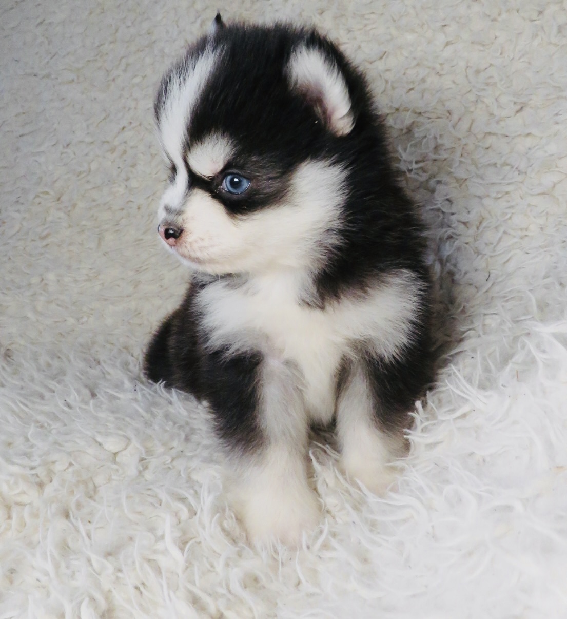 Puppy yoga Lux Pomsky