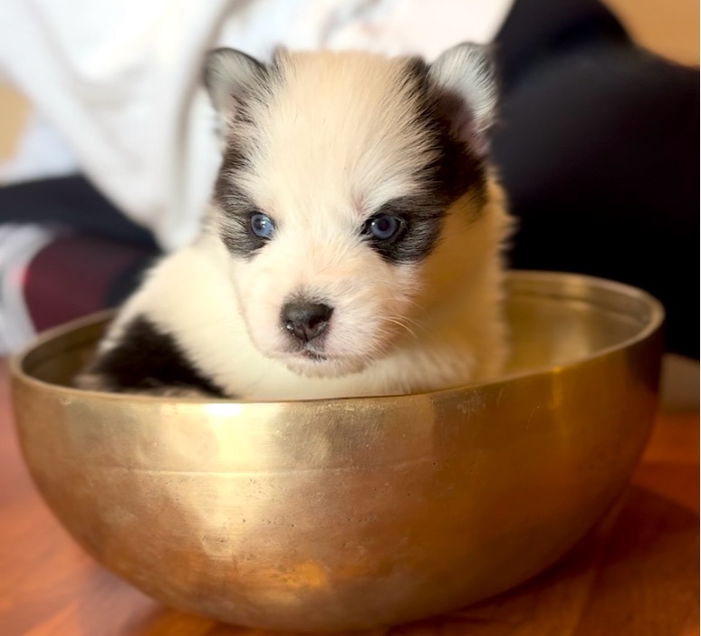 PUPPY YOGA LUX* - YOGA HINA Bébé pomsky